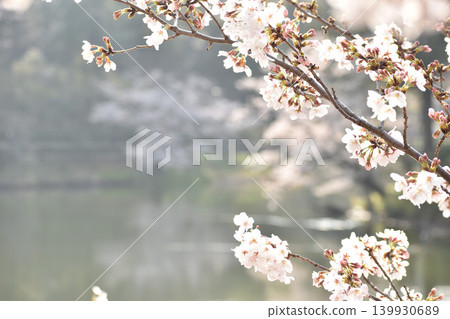 池塘邊盛開的櫻花 池塘邊盛開的櫻花 139930689