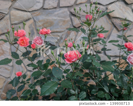 Blooming Pink Roses Growing Beside Weathered Stone Garden Wall Outdoors 139930713