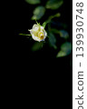 Black background roses 139930748