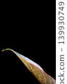 A single leaf against a black background 139930749