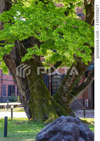 The red brick building of the Ishikawa Prefectural Museum of History and the large trees with fresh green leaves (Kanazawa City) The red brick building of the Ishikawa Prefectural Museum of History and the large trees with fresh green leaves (Kanazawa City) 139930827