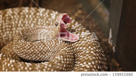 Rattlesnake showing fangs in defensive coiled position 139931080