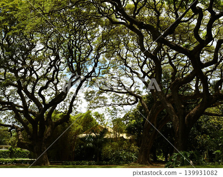 The vast landscape of trees and greenery in a Hawaiian park The vast landscape of trees and greenery in a Hawaiian park 139931082