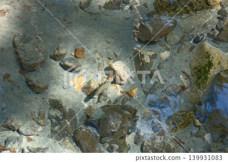 鱒魚在清澈的水中游動,河床的紋理清晰可見。 鱒魚在清澈的水中游動,河床的紋理清晰可見。 139931083