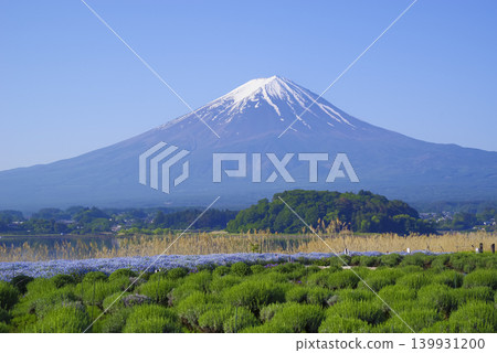 Mount Fuji in spring as seen from Oishi Park in Yamanashi Prefecture Mount Fuji in spring as seen from Oishi Park in Yamanashi Prefecture 139931200