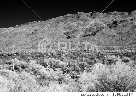 Old Saguaro Cactus Sonora desert Arizona in Black and White Old Saguaro Cactus Sonora desert Arizona in Black and White 139931317