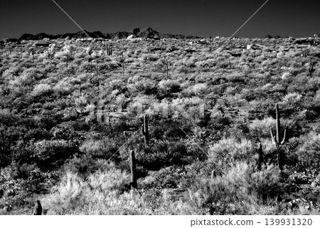 Old Saguaro Cactus Sonora desert Arizona in Black and White Old Saguaro Cactus Sonora desert Arizona in Black and White 139931320