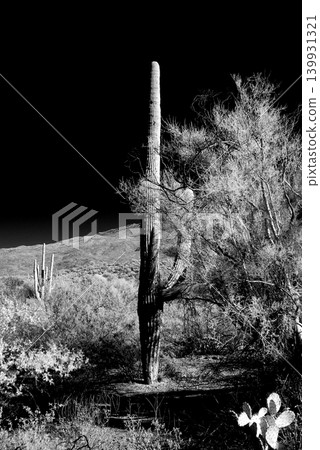 Old Saguaro Cactus Sonora desert Arizona in Black and White 139931321