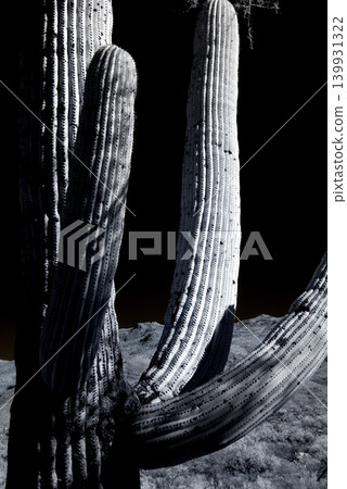 Old Saguaro Cactus Sonora desert Arizona in Black and White Old Saguaro Cactus Sonora desert Arizona in Black and White 139931322