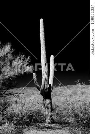 Old Saguaro Cactus Sonora desert Arizona in Black and White Old Saguaro Cactus Sonora desert Arizona in Black and White 139931324