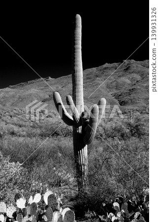Old Saguaro Cactus Sonora desert Arizona in Black and White Old Saguaro Cactus Sonora desert Arizona in Black and White 139931326