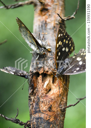 A Great Purple Emperor butterfly sucks nectar from an elm tree with its proboscis. A Great Purple Emperor butterfly sucks nectar from an elm tree with its proboscis. 139931390