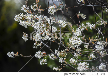 A late-blooming cherry blossom relative with white petals, the Japanese angelica tree (Amelancholybe) A late-blooming cherry blossom relative with white petals, the Japanese angelica tree (Amelancholybe) 139931391