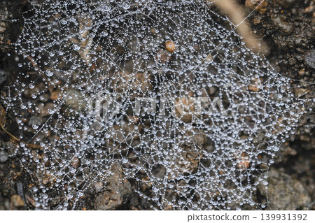 A spiderweb and densely packed water droplets 139931392