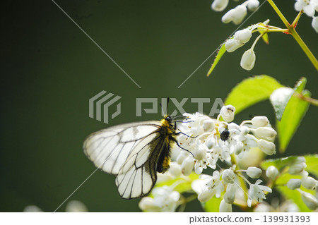 A white butterfly sipping nectar from a deutzia flower. A white butterfly sipping nectar from a deutzia flower. 139931393