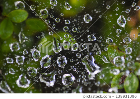 蜘蛛網和水滴 蜘蛛網和水滴 139931396