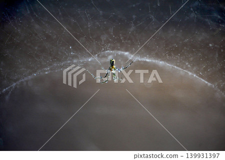A golden orb-weaver spider battling the rain A golden orb-weaver spider battling the rain 139931397