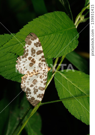 A geometrid moth perched on a leaf. A geometrid moth perched on a leaf. 139931415
