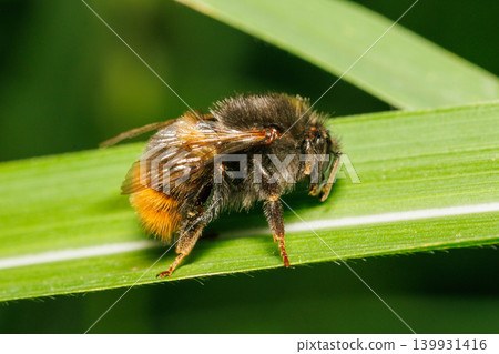 A bumblebee resting on a leaf A bumblebee resting on a leaf 139931416