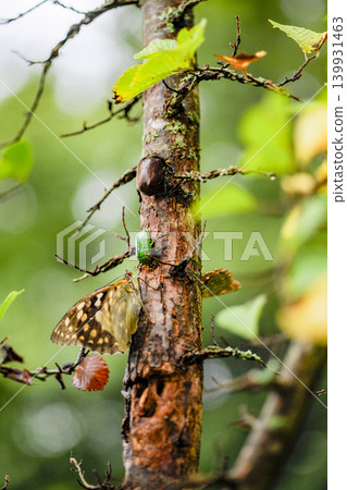 Great purple emperor butterflies, rhinoceros beetles, and rose chafers sucking nectar from elm trees with their proboscises. Great purple emperor butterflies, rhinoceros beetles, and rose chafers sucking nectar from elm trees with their proboscises. 139931463