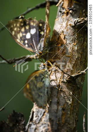 A Great Purple Emperor butterfly sucks nectar from an elm tree with its proboscis. A Great Purple Emperor butterfly sucks nectar from an elm tree with its proboscis. 139931465