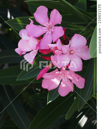 A close-up of pink oleander flowers bathed in dappled sunlight. A close-up of pink oleander flowers bathed in dappled sunlight. 139931570