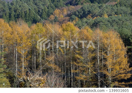 秋葉金黃的針葉樹-落葉松-忍野村 秋葉金黃的針葉樹-落葉松-忍野村 139931605