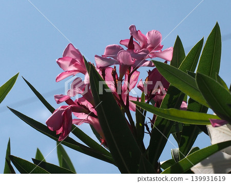Blue sky and pink oleander (oleander petals translucent in the early summer sunlight) Blue sky and pink oleander (oleander petals translucent in the early summer sunlight) 139931619