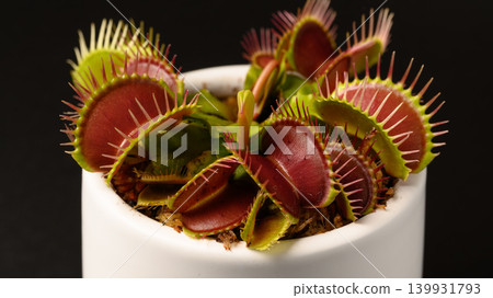 Close-up of a Venus flytrap against a black background. Close-up of a Venus flytrap against a black background. 139931793