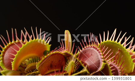 Close-up of a Venus flytrap against a black background. Close-up of a Venus flytrap against a black background. 139931801