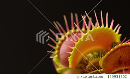 Close-up of a Venus flytrap against a black background. 139931802