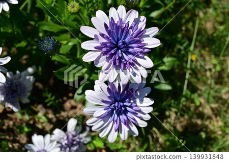 藍鋼菊(菊科) 藍鋼菊(菊科) 139931848