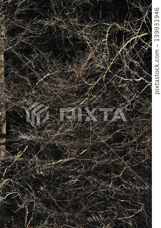 Thin branches that shine like a net 139931946