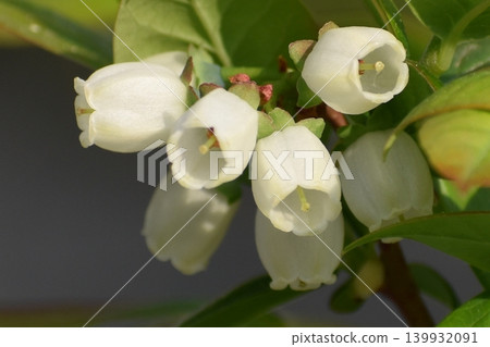 藍莓花 139932091