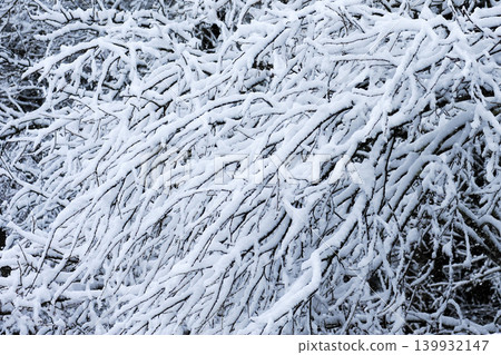 A silvery world where snow is piled high on slender branches. A silvery world where snow is piled high on slender branches. 139932147