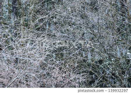 A silvery world where snow is piled high on slender branches. A silvery world where snow is piled high on slender branches. 139932297