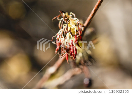 櫻花,花藥成簇下垂,沒有花瓣-鋸齒櫻(Prunus serrulata)-忍野村 櫻花,花藥成簇下垂,沒有花瓣-鋸齒櫻(Prunus serrulata)-忍野村 139932305