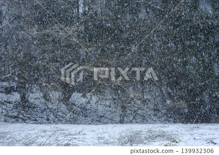 無聲飄落的雪花瞬間將大地裝飾成一片銀裝素裹的世界。 無聲飄落的雪花瞬間將大地裝飾成一片銀裝素裹的世界。 139932306