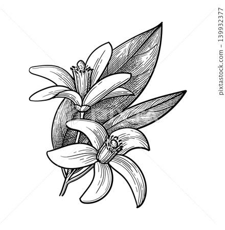 Neroli. Bitter orange branch ink sketch. Neroli. Bitter orange branch ink sketch. 139932377