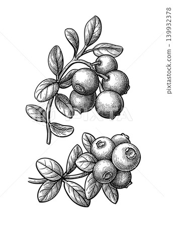 Lingonberry sprigs. Hand-drawn ink sketch. Lingonberry sprigs. Hand-drawn ink sketch. 139932378