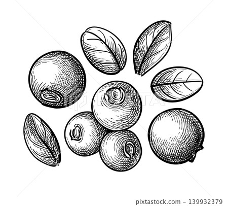 Lingonberry leaves and berries ink sketch. Lingonberry leaves and berries ink sketch. 139932379