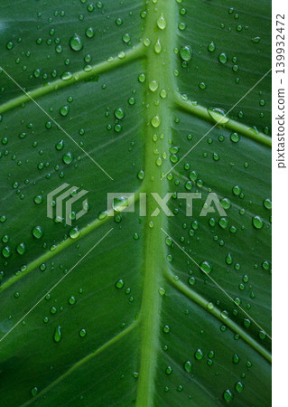A green background image of a monstera leaf with water droplets on it, photographed from directly above. A green background image of a monstera leaf with water droplets on it, photographed from directly above. 139932472