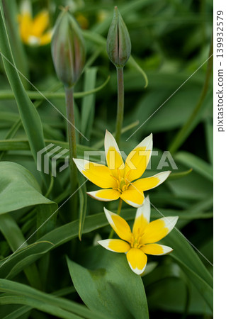 Yellow botanical tulips among green leaves. Tulipa urumiensis. 139932579