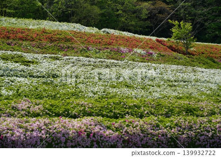 Vibrant azaleas blooming on the hill Vibrant azaleas blooming on the hill 139932722