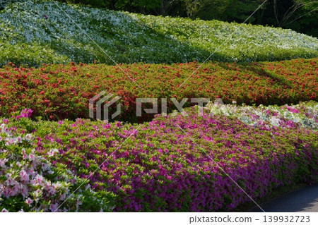 Vibrant azaleas blooming on the hill Vibrant azaleas blooming on the hill 139932723