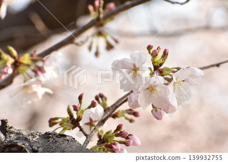 Pale pink cherry blossoms Pale pink cherry blossoms 139932755