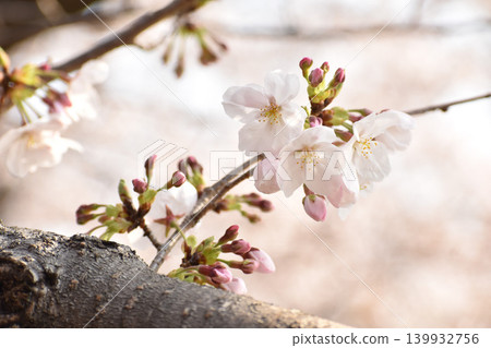 Pale pink cherry blossoms Pale pink cherry blossoms 139932756