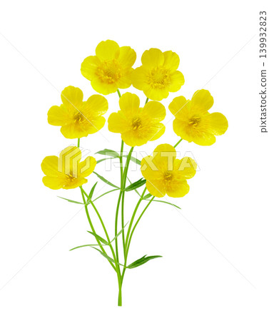 buttercup flowers isolated on white background 139932823