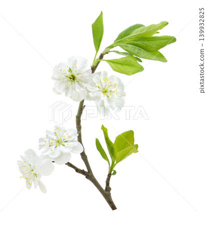 branch of blooming plum tree with white flowers isolated on white background branch of blooming plum tree with white flowers isolated on white background 139932825