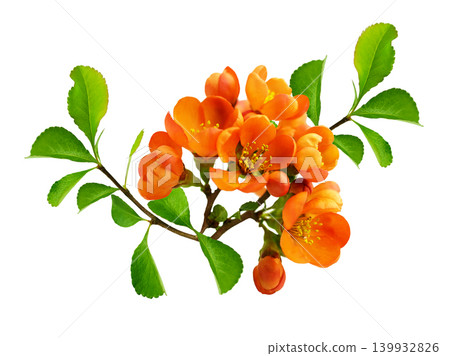 branch of blooming quince with orange flowers isolated on white background branch of blooming quince with orange flowers isolated on white background 139932826